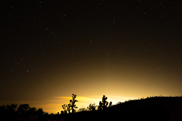 Julian Kilker - Light pollution silhouettes Joshua Trees
